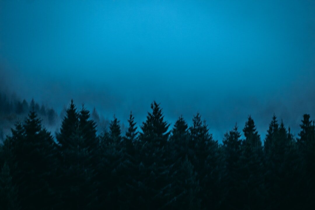 dark foggy forest at night