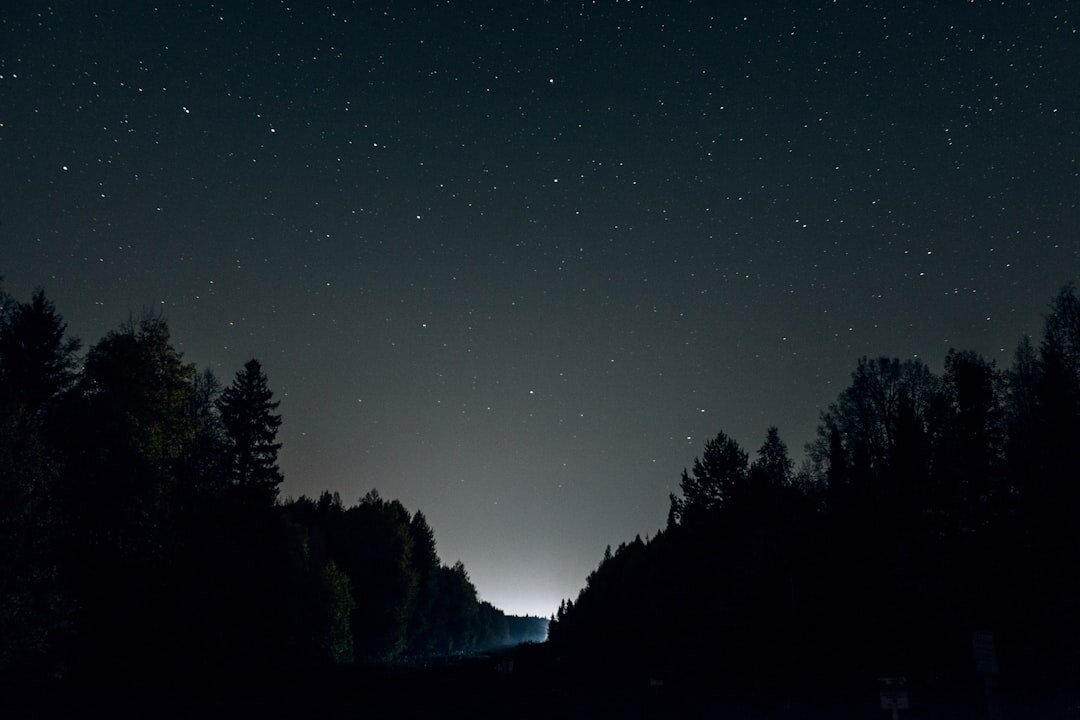 dark forest at night