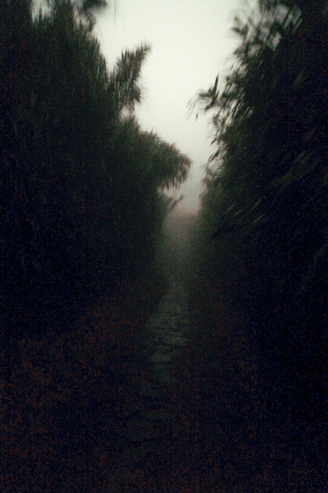dark foggy forest path